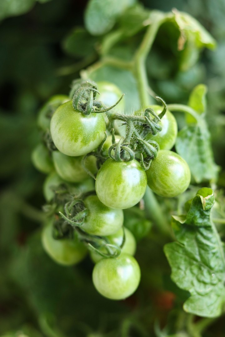 Nová záhrada - nezrelé paradajky 